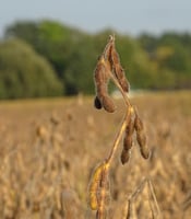 111110_ Soybean Farming