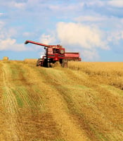 111140_ Wheat Farming