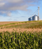 111150_ Corn Farming
